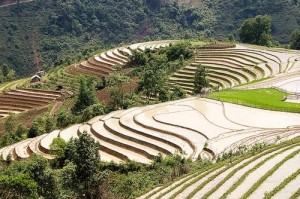 Террасные поля в Сапа, Вьетнам