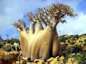 Socotra