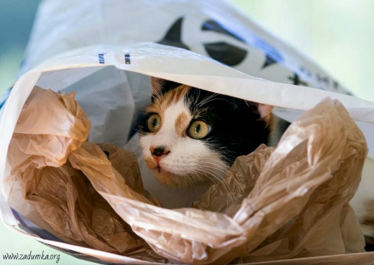 Что значит выражение: «купить кота в мешке»? | Задумка